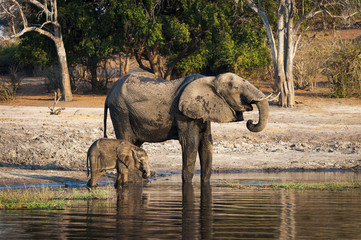 Fototapeta premium One elephant and its cub drinking water in the Chobe River, Chobe National Park, in Botswana, Africa