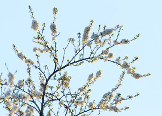 flowers on the tree against the blue sky