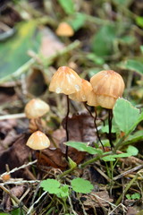 ハナオチバタケ