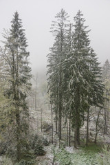 Fototapeta premium a snowy morning