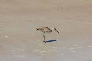 Willet on the Beach