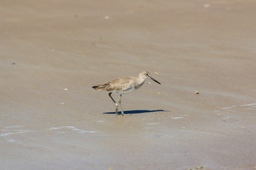 Willet on the Beach