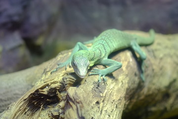 green lizard