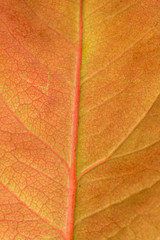 Macro of a dry leaf in the fall
