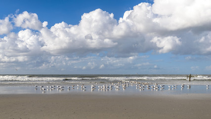 Möwen am Strand