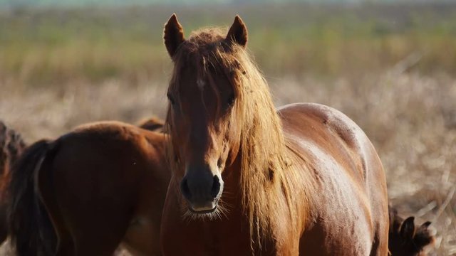 Wild stallion in the danube delta, Letea forest