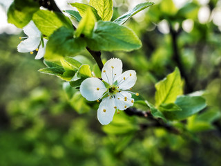 Spring garden, close-up of plum blossom
