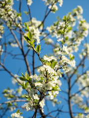 Plum tree with blossoms