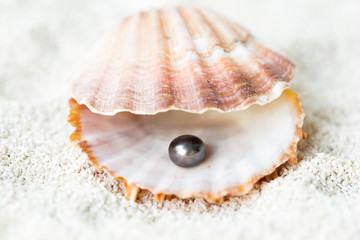 Sea shell and Black Pearl