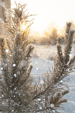 Tree in frost.