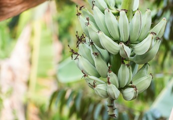  Banana in nature. Close up Bunch of bananas on tree