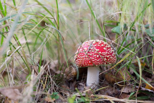 Poisonous mushroom Amanita muscaria in the grass