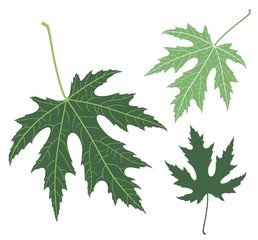 Green leaf. Maple