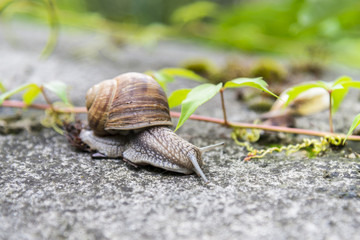  snail on the old stone.