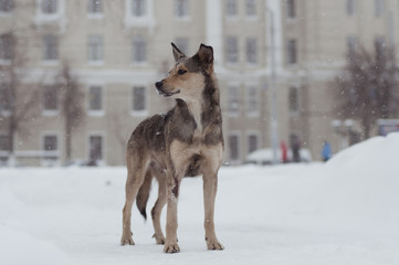 Homeless dog, mongrel in winter city street - snowing, urban landscape in the background