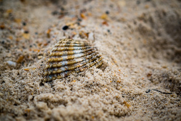 Shell in Sand
