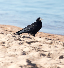 black crow on the sand