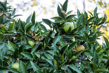Growing lime tree. Limes