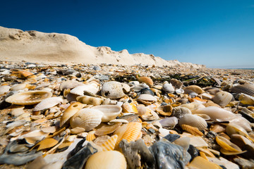 Shells and Sand Cliff II