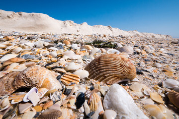 Shells and Sand Cliff I