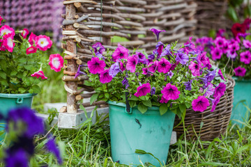 Outdoor gardening tools, vegetables and azalea flowers near braided fence