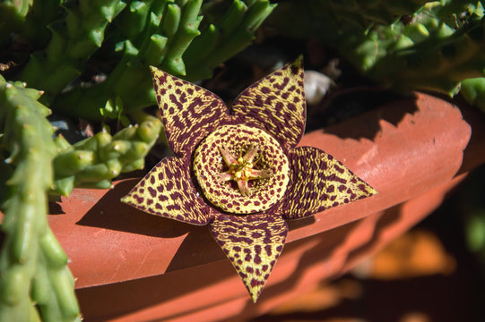 STAPELIA VARIEGATA fiorita