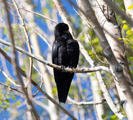 Black crows on a tree in nature