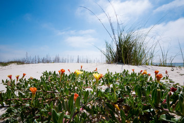 Flowers and Grasses on Beach I
