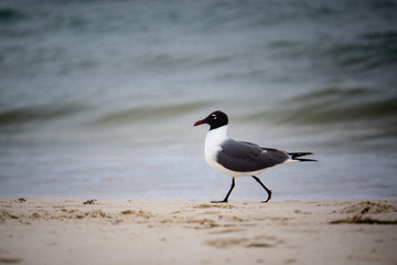 Bird Walking on Beach