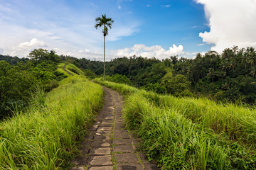 Fototapeta premium Campuhan Ridge Walk. Ubud. Bali. Indonesia.