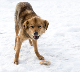 dog portrait outdoors in winter