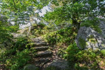 Wanderweg mit Steinstufen auf dem Falkenfelsen; Schwarzwald, Sommer