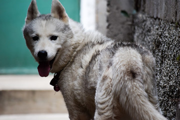 Perro husky blanco girando la cabeza y viendo hacia la cámara.