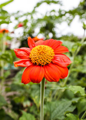 Zinnia flower