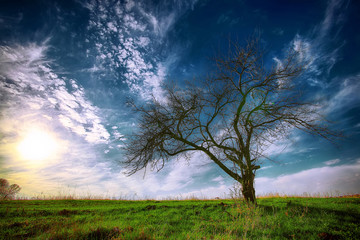 Plakat Lonely tree in a field under a summer sky.