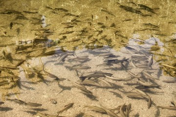 beautiful fresh air river  nature, travel in Khiriwong village 