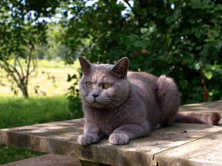 Fototapeta na wymiar Cat lying on the table, British blue