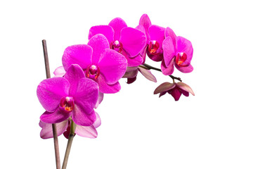 Close up of pink orchid flower, isolated