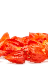 Orange Lampionblumen (Physalis)