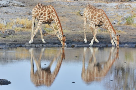 Giraffen (giraffa camelopardalis) am Wasserloch im Etosha Nationalpark