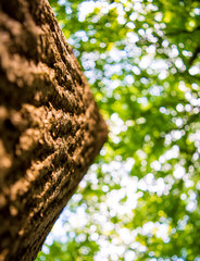 Photo of treetop of an old tree in a green forest