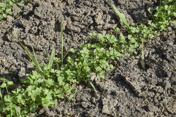 Growing parsley in the garden. The stems and leaves of parsley plant spicy culture