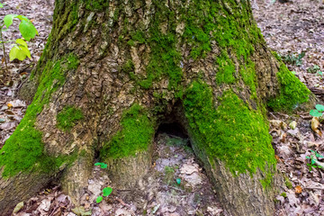 Photo of an old tree with moss in a green forest