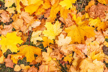 Yellow leaves in the park