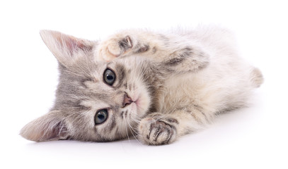 Small gray kitten. © olhastock