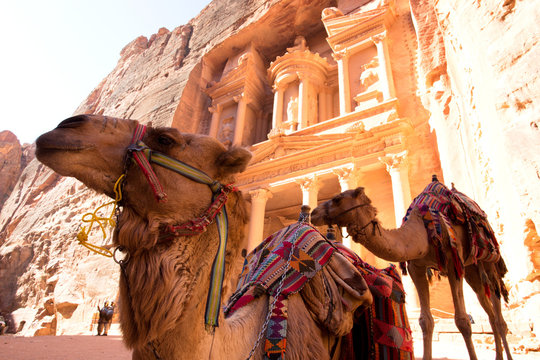 Camel in front of The Treasury (Al Khazneh) in Petra Ancient City, Jordan