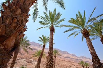 Fototapeta premium Idyllic oasis in desert