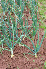 green long onions growing in the garden soil on vegetable bed