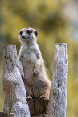 The meerkat