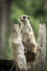 Fototapeta premium The meerkat